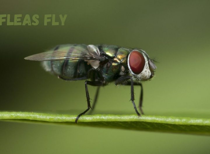 Do Fleas Fly
